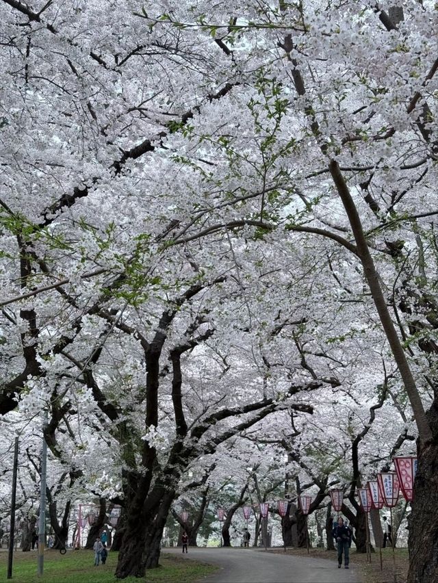 Tsurunodai Bridge Sakura | Where Cranes Dance with Late Blooms