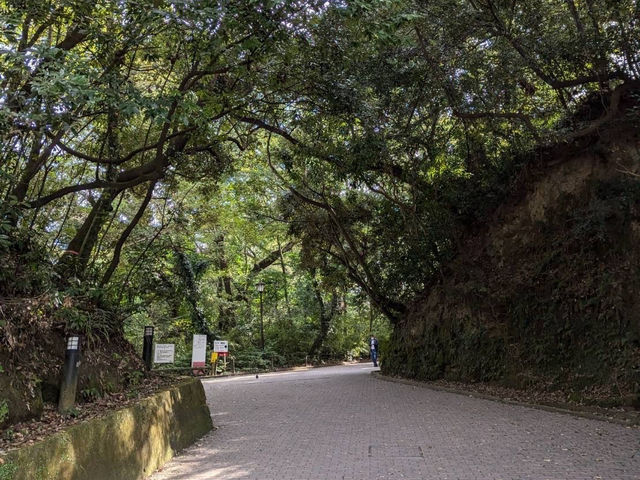 🇯🇵【鹿児島】城山展望台！城山公園🛝！(^^)