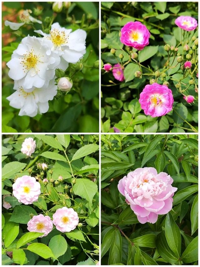 鄭州市區賞花漫步遊