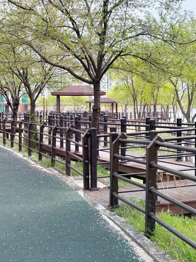 도심 속 자연 쉼터, 오송호수공원에서의 여유로운 산책 🌿🚶‍♀️