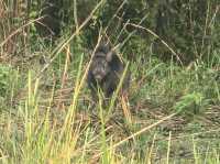 Chitwan National Park: Nepal’s Wild Treasure