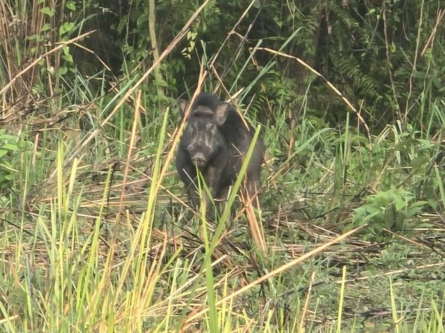 Chitwan National Park: Nepal’s Wild Treasure Chitwan National Park: Nepal’s Wild Treasure
