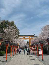 a chill hanami spot