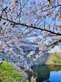 Petals and Postcards: A Stroll Beneath Fukuoka’s Cherry Blossom Canopy