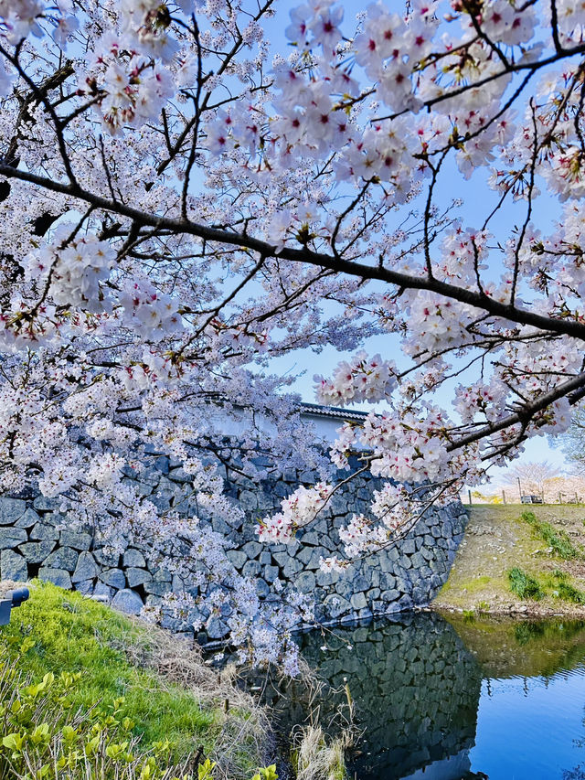 Petals and Postcards: A Stroll Beneath Fukuoka’s Cherry Blossom Canopy