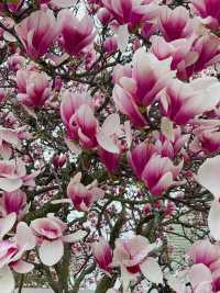 Magnolia