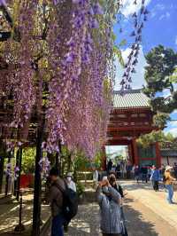 大阪｜到葛井寺看紫藤白藤 1300年11面千手觀音神像近距離參拜