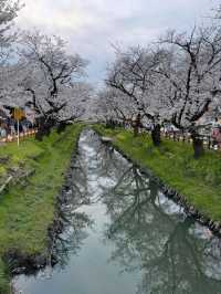 Shingashi River: A Peaceful Sakura Escape in Kawagoe