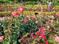 The Rose Garden at Ilsan Flower Festival