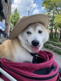 【日本🇯🇵京都】🐶と楽しむ京都