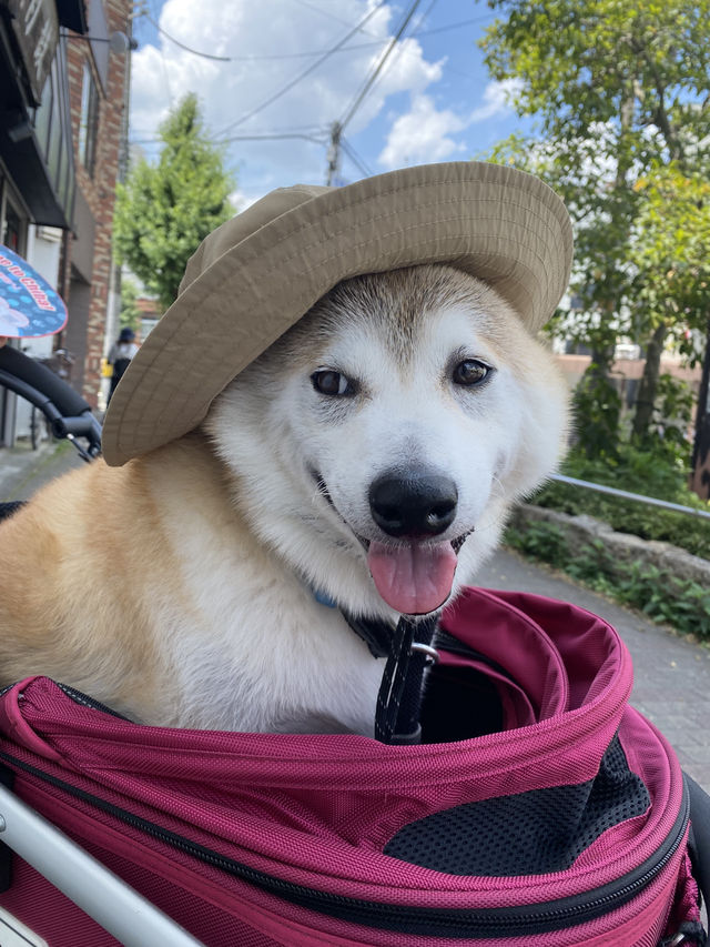 【日本🇯🇵京都】🐶と楽しむ京都