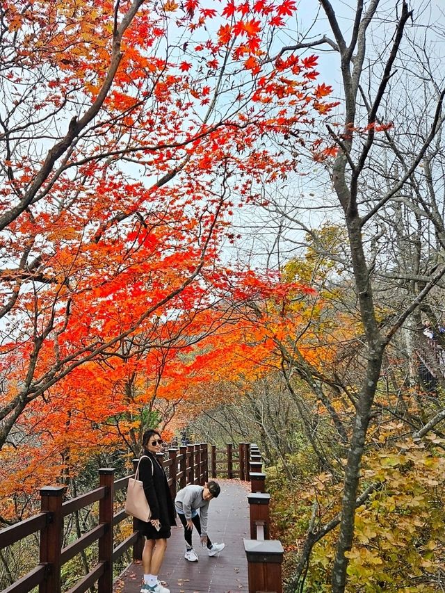 깊어가는 평창가을 [발왕산 천년주목숲길]