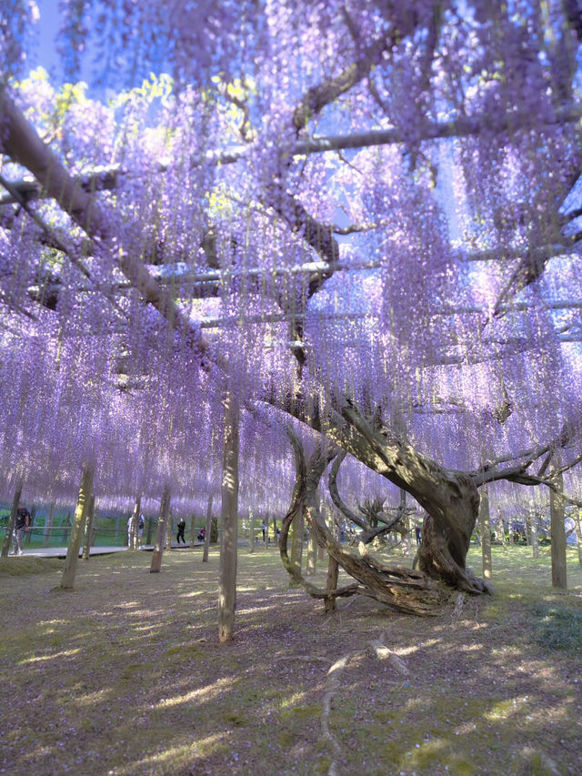 【行く前にこれ見て】息をのむほど美しい藤のトンネルに酔いしれる💜✨※観光攻略情報付き