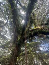 バニュワンギ🌳地元民しか訪れない観光スポット