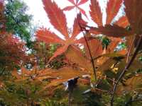 青島 在這 五月份 非常知多薔薇花的玫瑰花 在老婆 是一個非常歐洲化的 地方 雖然 處於中國內 但在這裏旅遊 竟然分不清自己 是否在歐洲呢 亦有非常知多的 海鮮 海產非常豐富 景點 有嶗山 山形非常漂