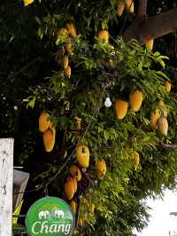 Most beautiful recommend restaurant in chiang mai city 