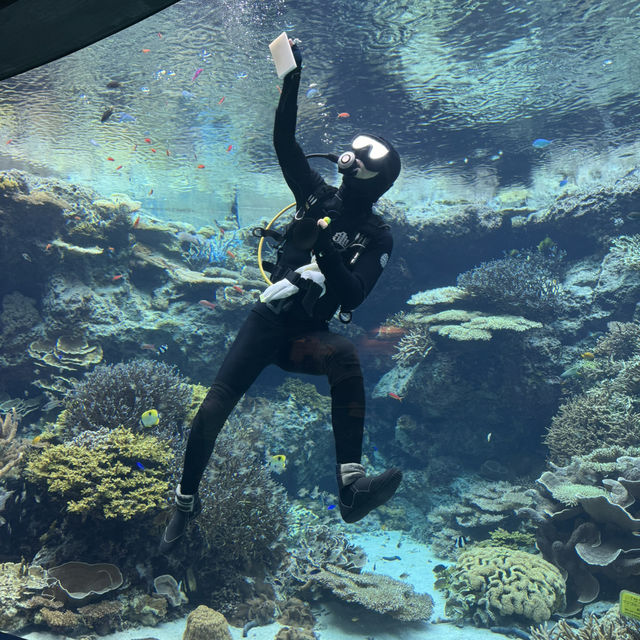 日本沖繩火爆🔥的水族館分享