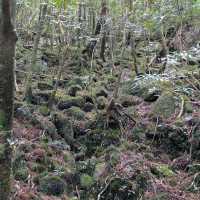 Yakushima Forest Trails (屋久島) – Kagoshima