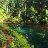 Daintree Rainforest – QLD