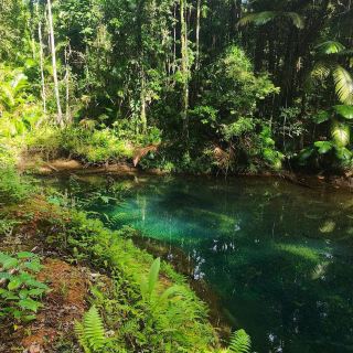 Daintree Rainforest – QLD