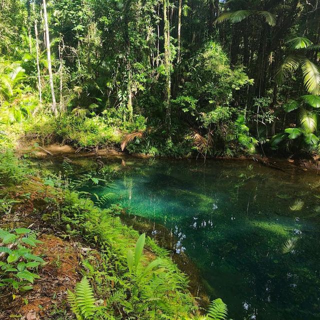 Daintree Rainforest – QLD