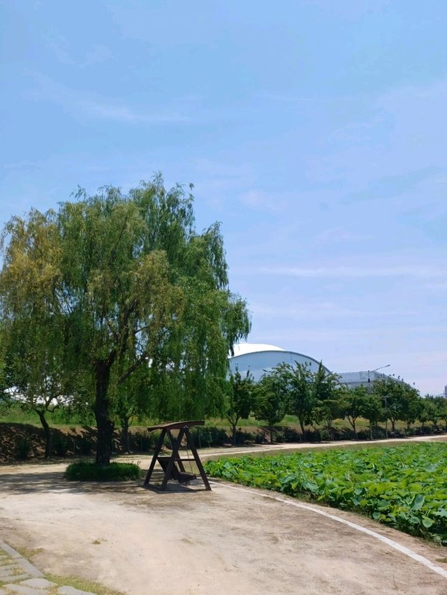 연꽃의 여정이 시작되는 공간, 함안 연꽃테마공원
