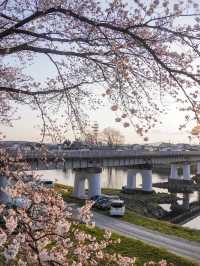 宮城・春日櫻花散策路線｜ 船岡城址公園＆一目千本櫻
