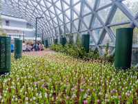 🌷 Flora Exhibition Hall ระยอง 🌧️