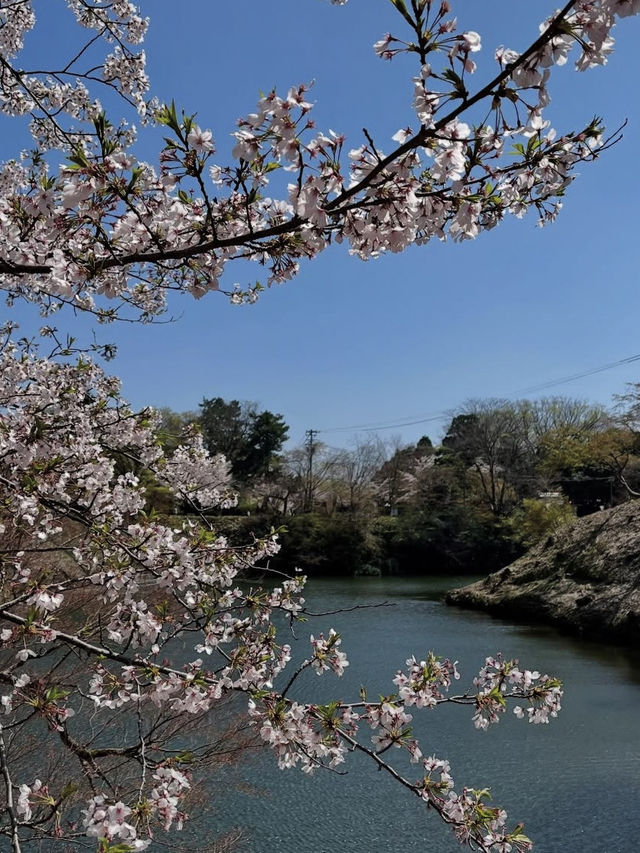 水濠に映る四季の彩り🌸 高岡古城公園で歴史と自然に癒される旅