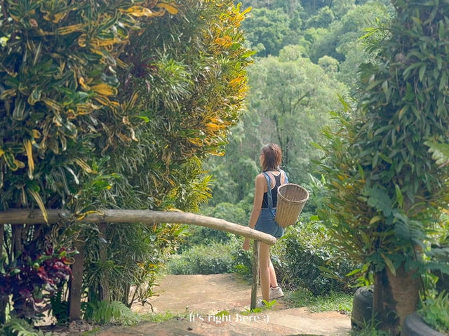 🌿☁️ “ไร่ชาลุงเดช” แม่แตง เชียงใหม่ 💚