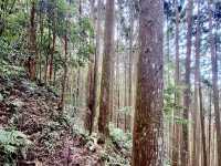 鵝公髻山步道看幸福雲海去