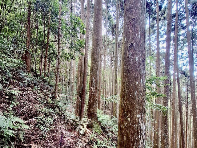 鵝公髻山步道看幸福雲海去