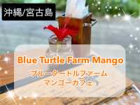 【沖縄/宮古島】ここのマンゴーは絶対食べとかないと!!