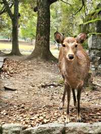 Deer & Serenity: A Stroll Through Nara Park