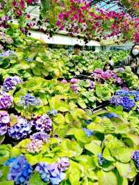 韓國花卉公園
