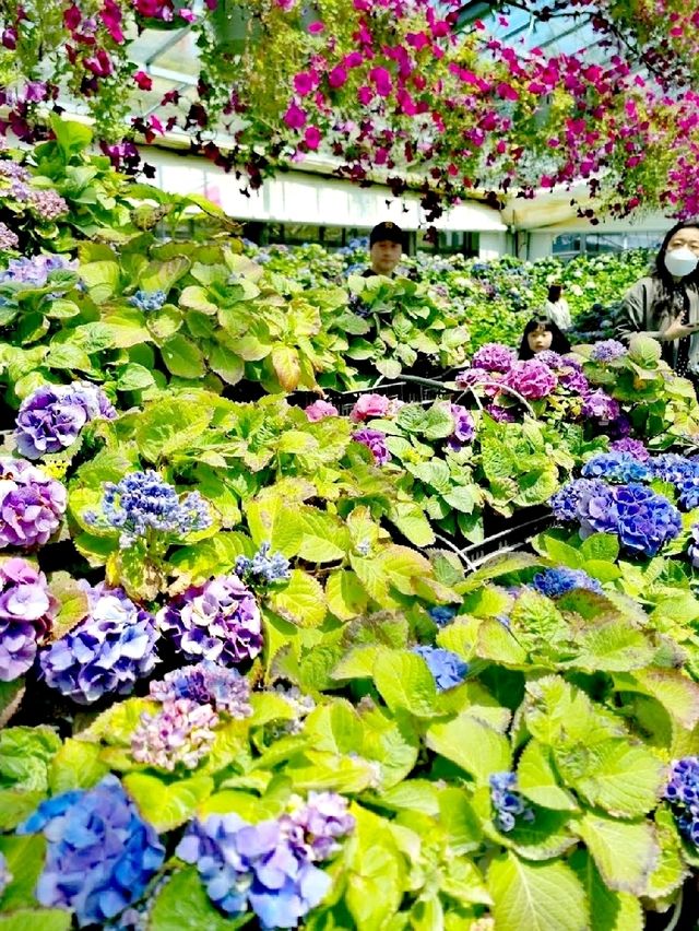 韓國花卉公園