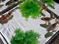 水族館裡的小確幸