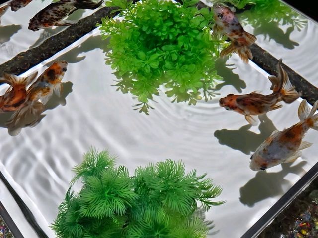 水族館裡的小確幸