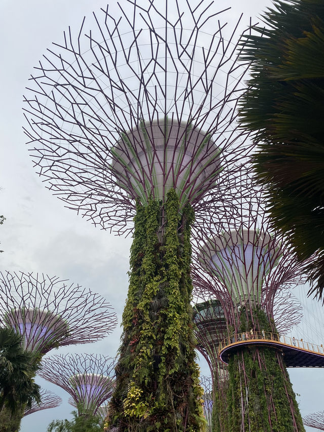  🌺 Gardens by the Bay – สวนล้ำโลกกลางสิงคโปร์