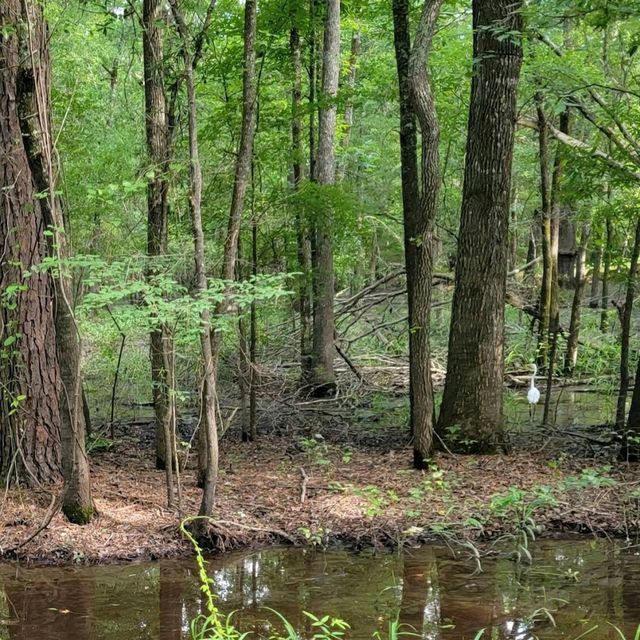 Caddo Lake State Park – East Texas