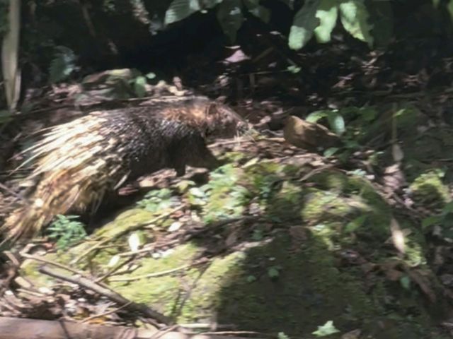 到泰国秋兰湖感受钓鱼天堂和野生动物天堂的魅力