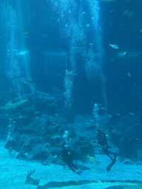 🐠 S.E.A. Aquarium – เปิดโลกใต้ทะเลกลางสิงคโปร์