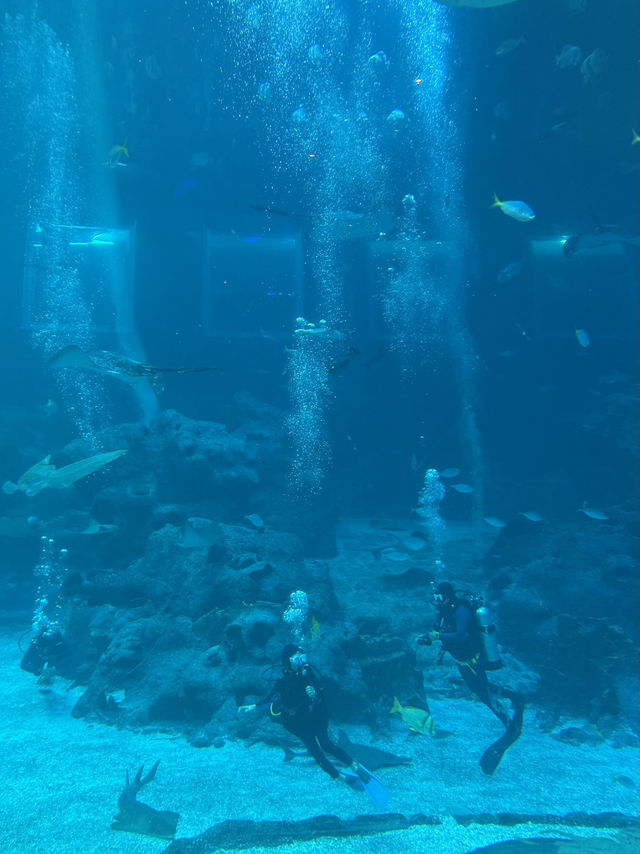 🐠 S.E.A. Aquarium – เปิดโลกใต้ทะเลกลางสิงคโปร์