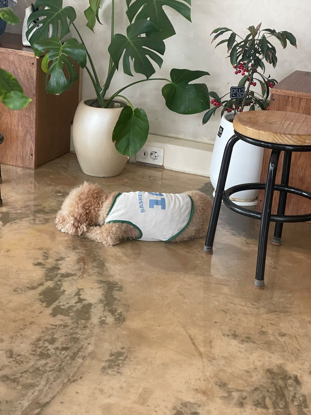 🍀광주 월곡동 분위기좋은카페 코지누크👒
