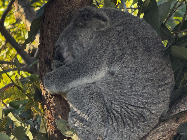 塔龍加動物園遊玩攻略