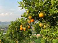 JINJU the orange farm