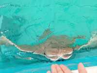 Rooster Cogburn Ostrich Ranch|圖森必玩餵食動物趣味攻略