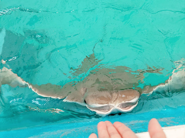 Rooster Cogburn Ostrich Ranch|圖森必玩餵食動物趣味攻略 Rooster Cogburn Ostrich Ranch|圖森必玩餵食動物趣味攻略