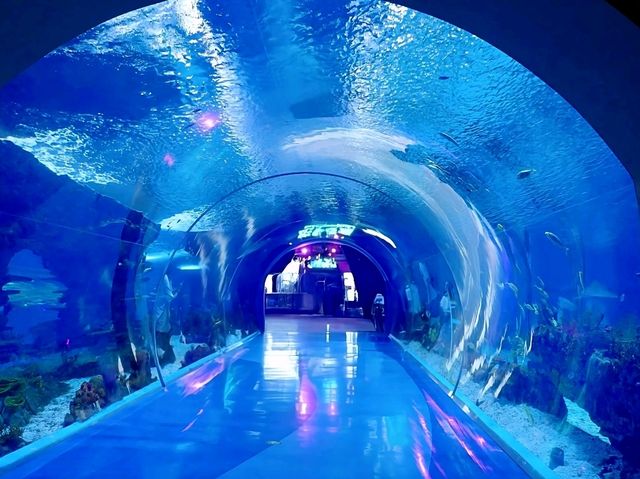 A Stroll Under the Sea in Shanghai Haichang Ocean Park