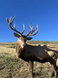 🦌 Deer Heights Park – Queenstown, New Zealand